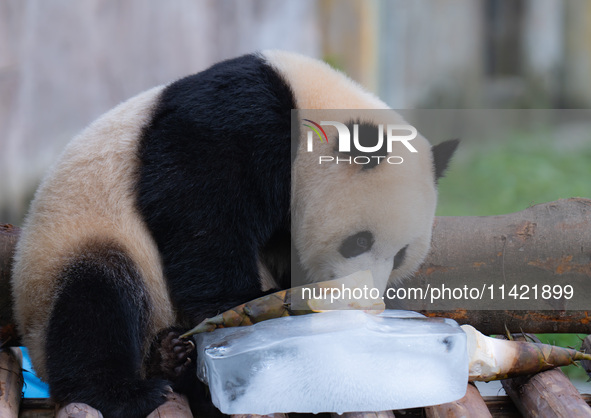 A giant panda is cooling off through ice at Chongqing Zoo in Chongqing, China, on July 20, 2024. 