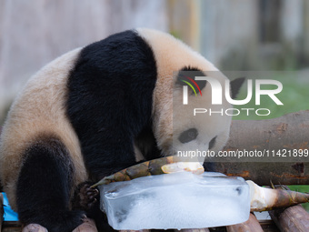 A giant panda is cooling off through ice at Chongqing Zoo in Chongqing, China, on July 20, 2024. (