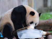 A giant panda is cooling off through ice at Chongqing Zoo in Chongqing, China, on July 20, 2024. (