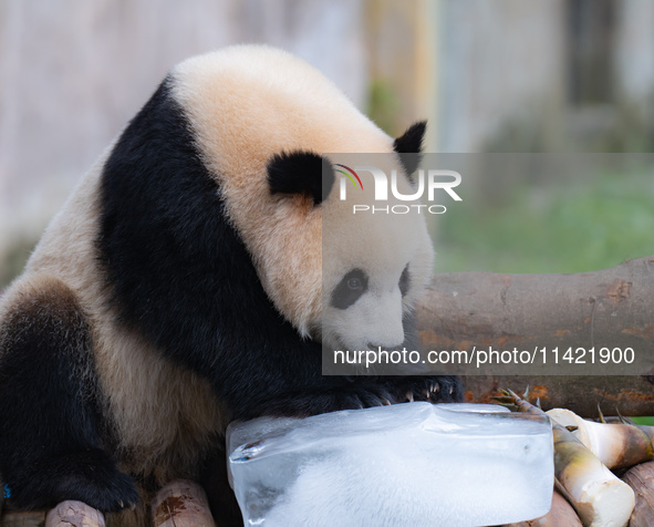 A giant panda is cooling off through ice at Chongqing Zoo in Chongqing, China, on July 20, 2024. 