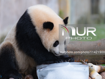 A giant panda is cooling off through ice at Chongqing Zoo in Chongqing, China, on July 20, 2024. (