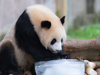 A giant panda is cooling off through ice at Chongqing Zoo in Chongqing, China, on July 20, 2024. (