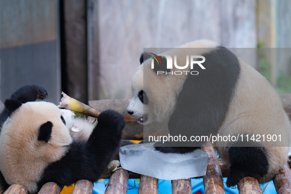 A giant panda is cooling off through ice at Chongqing Zoo in Chongqing, China, on July 20, 2024. 