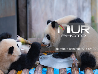 A giant panda is cooling off through ice at Chongqing Zoo in Chongqing, China, on July 20, 2024. (