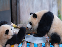 A giant panda is cooling off through ice at Chongqing Zoo in Chongqing, China, on July 20, 2024. (