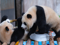 A giant panda is cooling off through ice at Chongqing Zoo in Chongqing, China, on July 20, 2024. (