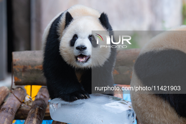 A giant panda is cooling off through ice at Chongqing Zoo in Chongqing, China, on July 20, 2024. 