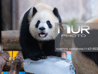 A giant panda is cooling off through ice at Chongqing Zoo in Chongqing, China, on July 20, 2024. (