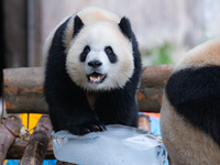 A giant panda is cooling off through ice at Chongqing Zoo in Chongqing, China, on July 20, 2024. (