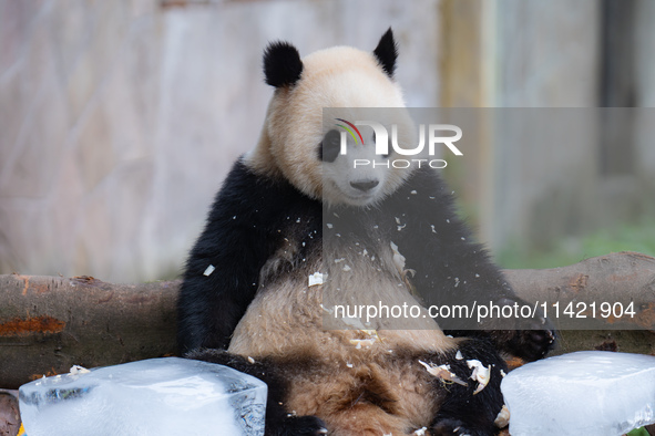 A giant panda is cooling off through ice at Chongqing Zoo in Chongqing, China, on July 20, 2024. 