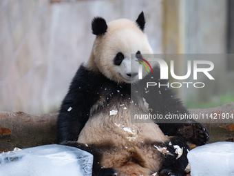 A giant panda is cooling off through ice at Chongqing Zoo in Chongqing, China, on July 20, 2024. (