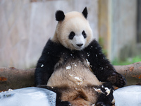 A giant panda is cooling off through ice at Chongqing Zoo in Chongqing, China, on July 20, 2024. (