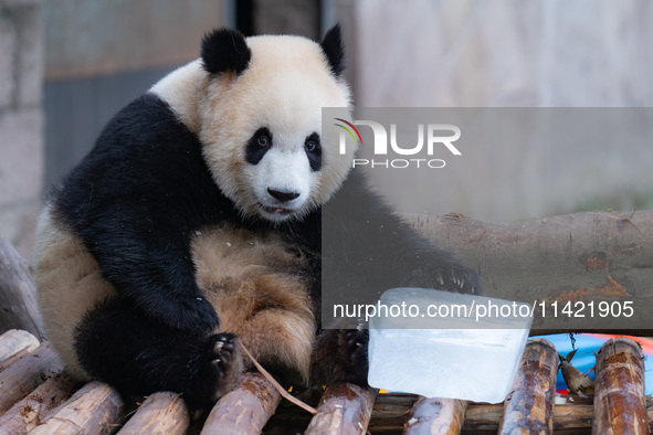 A giant panda is cooling off through ice at Chongqing Zoo in Chongqing, China, on July 20, 2024. 