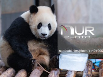 A giant panda is cooling off through ice at Chongqing Zoo in Chongqing, China, on July 20, 2024. (