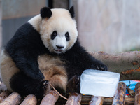 A giant panda is cooling off through ice at Chongqing Zoo in Chongqing, China, on July 20, 2024. (