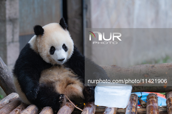 A giant panda is cooling off through ice at Chongqing Zoo in Chongqing, China, on July 20, 2024. 