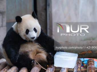 A giant panda is cooling off through ice at Chongqing Zoo in Chongqing, China, on July 20, 2024. (