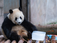 A giant panda is cooling off through ice at Chongqing Zoo in Chongqing, China, on July 20, 2024. (