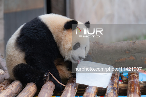 A giant panda is cooling off through ice at Chongqing Zoo in Chongqing, China, on July 20, 2024. 