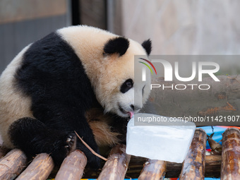 A giant panda is cooling off through ice at Chongqing Zoo in Chongqing, China, on July 20, 2024. (