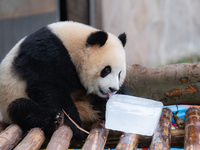 A giant panda is cooling off through ice at Chongqing Zoo in Chongqing, China, on July 20, 2024. (