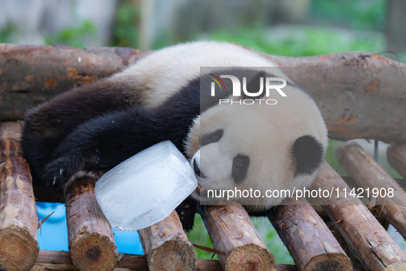 A giant panda is cooling off through ice at Chongqing Zoo in Chongqing, China, on July 20, 2024. 