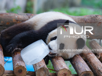 A giant panda is cooling off through ice at Chongqing Zoo in Chongqing, China, on July 20, 2024. (