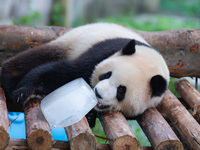 A giant panda is cooling off through ice at Chongqing Zoo in Chongqing, China, on July 20, 2024. (