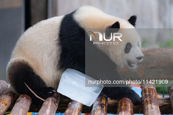 A giant panda is cooling off through ice at Chongqing Zoo in Chongqing, China, on July 20, 2024. 