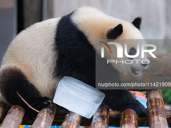 A giant panda is cooling off through ice at Chongqing Zoo in Chongqing, China, on July 20, 2024. (