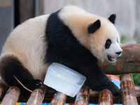 A giant panda is cooling off through ice at Chongqing Zoo in Chongqing, China, on July 20, 2024. (