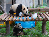 A giant panda is cooling off through ice at Chongqing Zoo in Chongqing, China, on July 20, 2024. (