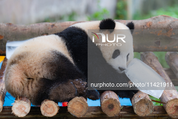 A giant panda is cooling off through ice at Chongqing Zoo in Chongqing, China, on July 20, 2024. 