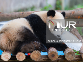 A giant panda is cooling off through ice at Chongqing Zoo in Chongqing, China, on July 20, 2024. (