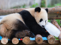 A giant panda is cooling off through ice at Chongqing Zoo in Chongqing, China, on July 20, 2024. (