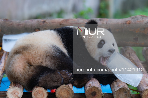 A giant panda is cooling off through ice at Chongqing Zoo in Chongqing, China, on July 20, 2024. 