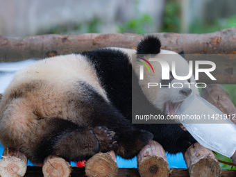 A giant panda is cooling off through ice at Chongqing Zoo in Chongqing, China, on July 20, 2024. (