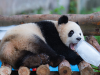 A giant panda is cooling off through ice at Chongqing Zoo in Chongqing, China, on July 20, 2024. (