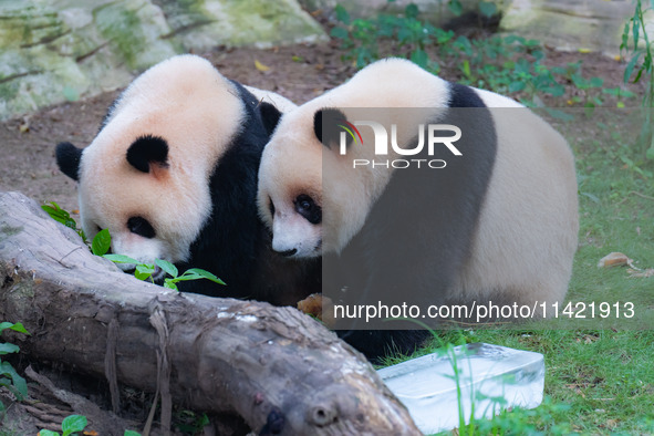 A giant panda is cooling off through ice at Chongqing Zoo in Chongqing, China, on July 20, 2024. 