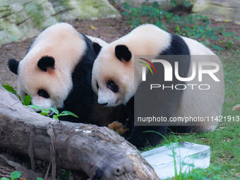 A giant panda is cooling off through ice at Chongqing Zoo in Chongqing, China, on July 20, 2024. (