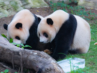 A giant panda is cooling off through ice at Chongqing Zoo in Chongqing, China, on July 20, 2024. (