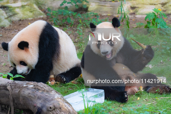 A giant panda is cooling off through ice at Chongqing Zoo in Chongqing, China, on July 20, 2024. 