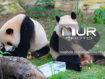 A giant panda is cooling off through ice at Chongqing Zoo in Chongqing, China, on July 20, 2024. (