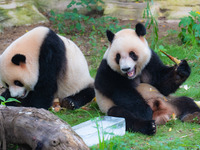 A giant panda is cooling off through ice at Chongqing Zoo in Chongqing, China, on July 20, 2024. (