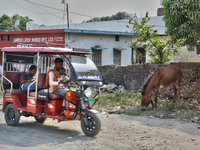 An auto-rickshaw is driving past a donkey in Haldwani, Uttarakhand, India, on April 23, 2024. (