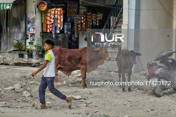 A boy is walking past cattle along the roadside in Haldwani, Uttarakhand, India, on April 23, 2024. 