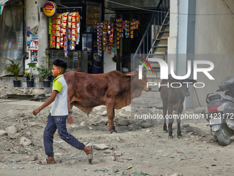 A boy is walking past cattle along the roadside in Haldwani, Uttarakhand, India, on April 23, 2024. (