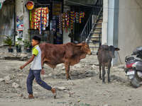 A boy is walking past cattle along the roadside in Haldwani, Uttarakhand, India, on April 23, 2024. (