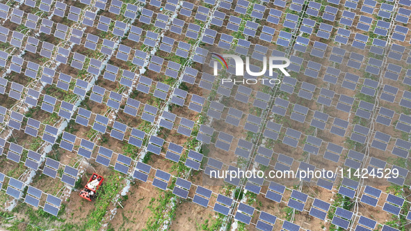 A villager is managing Chinese medicinal herbs grown in a photovoltaic plantation in Lihua village, Lianyungang city, East China's Jiangsu p...