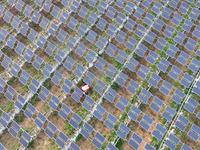 A villager is managing Chinese medicinal herbs grown in a photovoltaic plantation in Lihua village, Lianyungang city, East China's Jiangsu p...